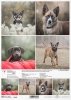 Schronisko w Korabiewicach, fotografie zwierząt, psy, Dorota Majcher*Shelter in Korabiewice, animal photography, dogs, Dorota Majcher*Tierheim in Korabiewice, Tierfotografie, Hunde, Dorota Majcher*Refugio en Korabiewice, fotografía de animales, perros, Do